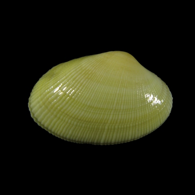 AT